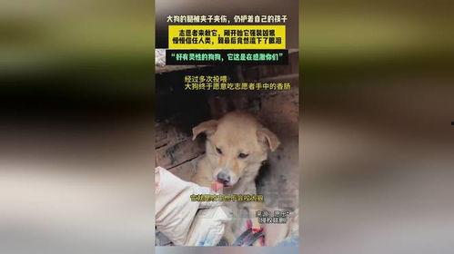 河南大狗爆料视频最新版,揭秘事件真相与幕后黑手