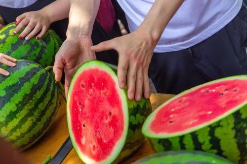 免费吃瓜朝阳,揭秘网红美食背后的故事